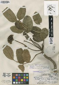 Polyscias oahuensis image