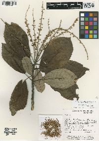 Image of Clethra conzattiana