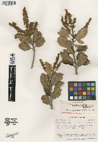 Image of Clethra parallelinervia