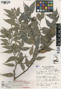 Cavendishia melastomoides image