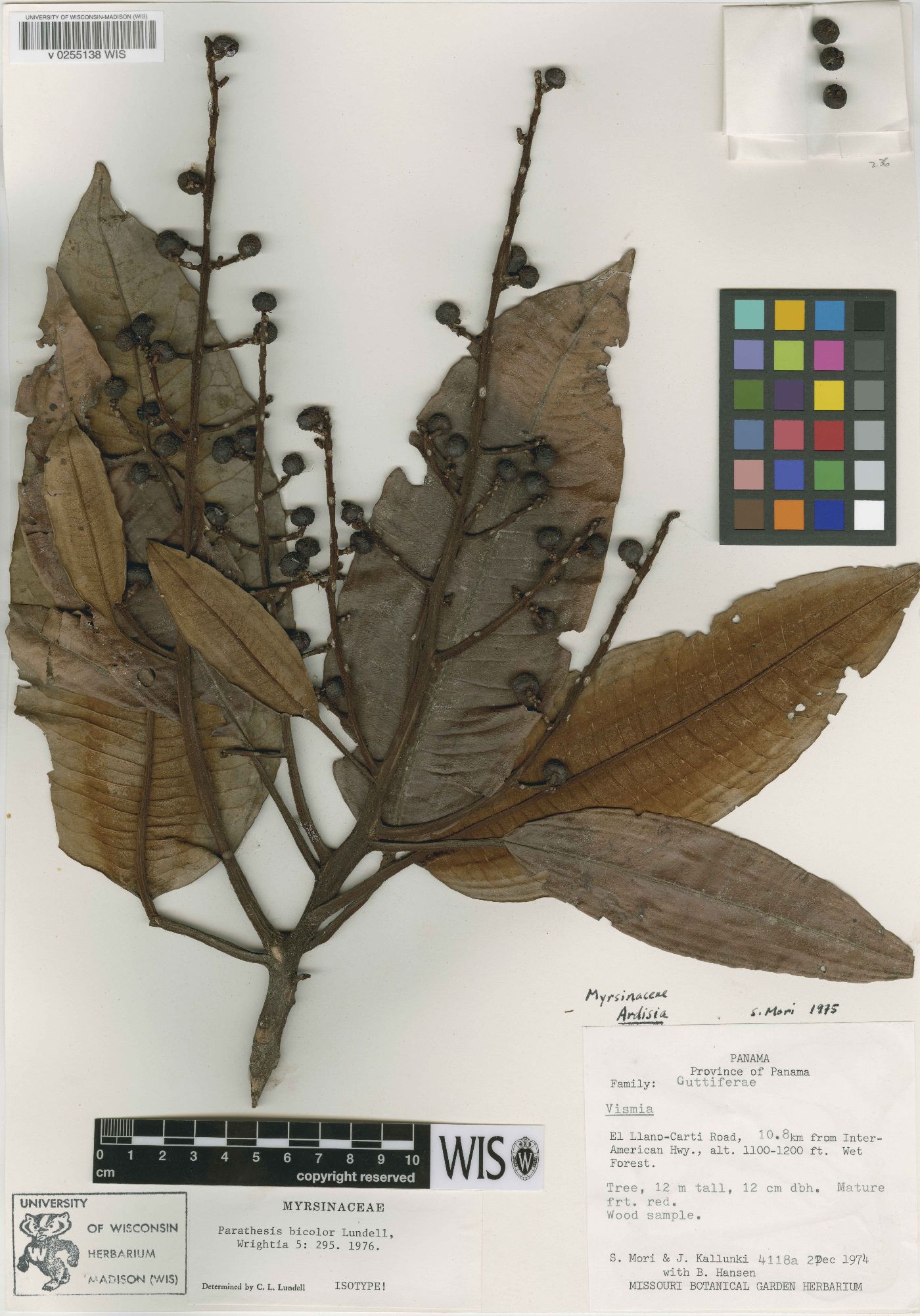 Parathesis amplifolia image