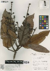 Media resource of Parathesis amplifolia