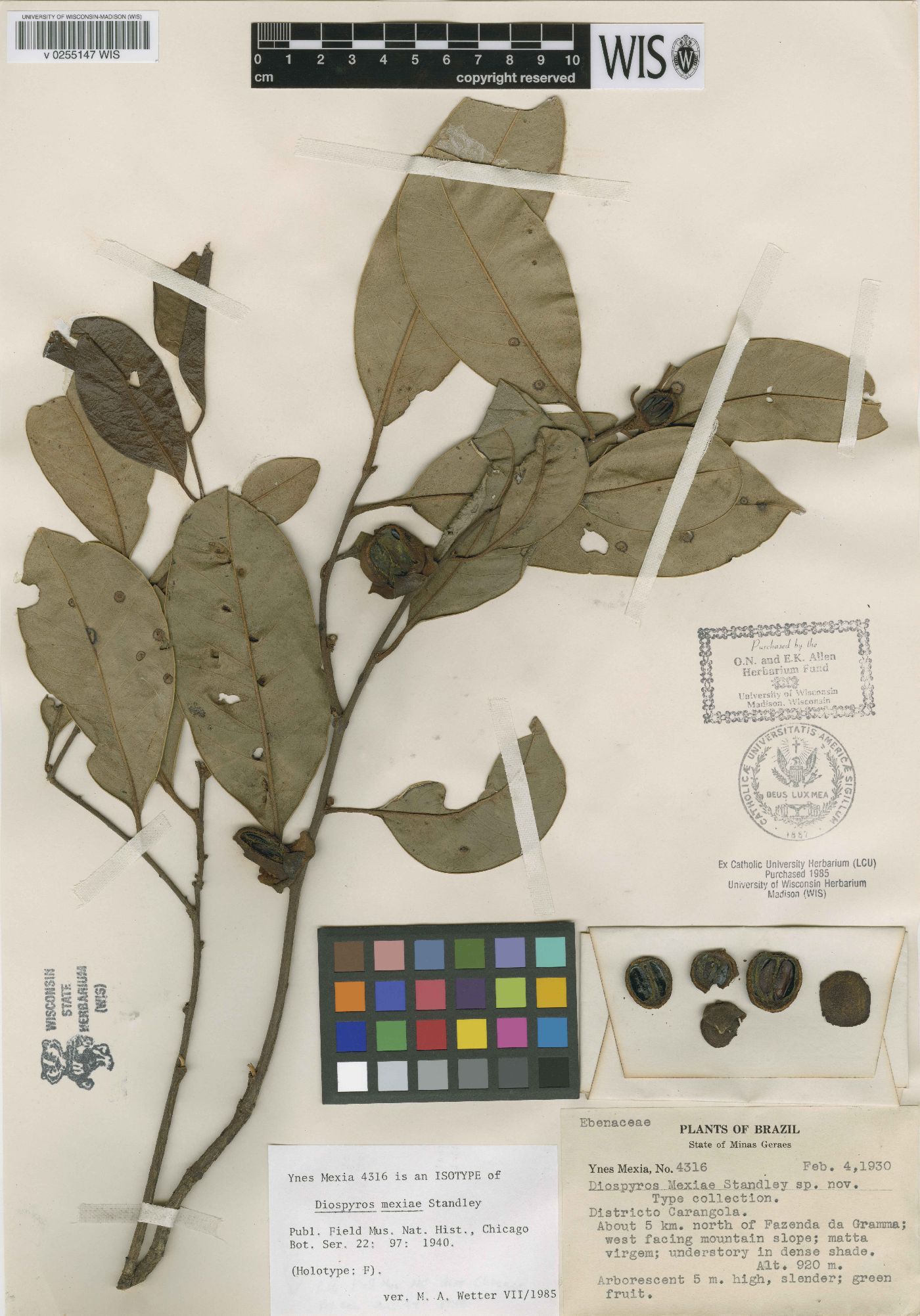 Diospyros mexiae image