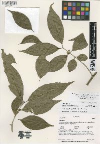 Image of Forestiera ecuadorensis