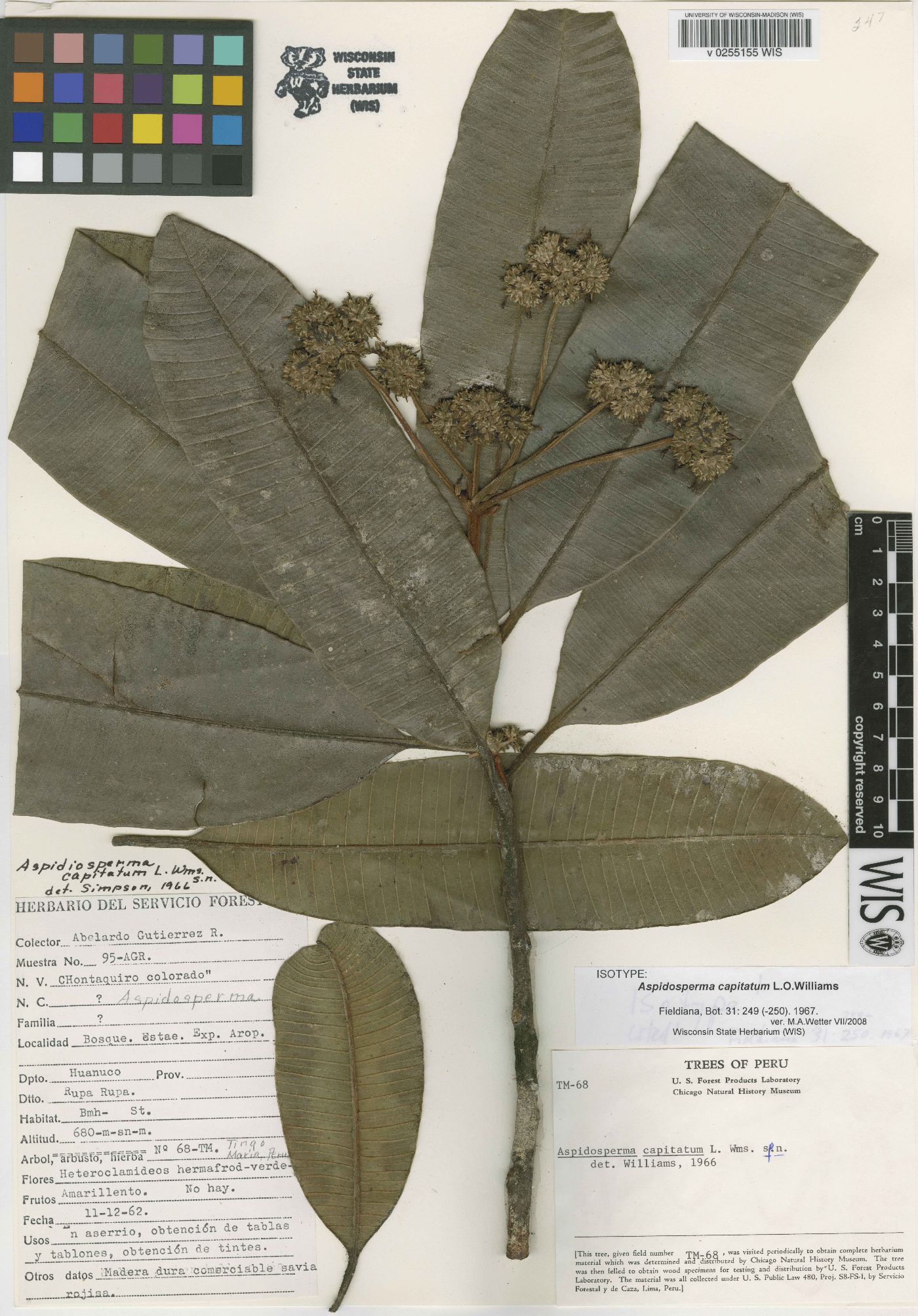 Aspidosperma capitatum image