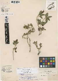 Heliotropium microstachyum image