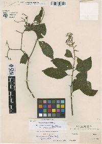 Image of Tournefortia ovalifolia