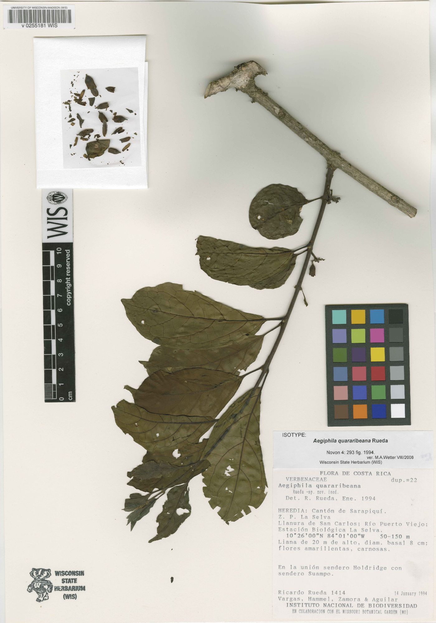 Aegiphila quararibeana image