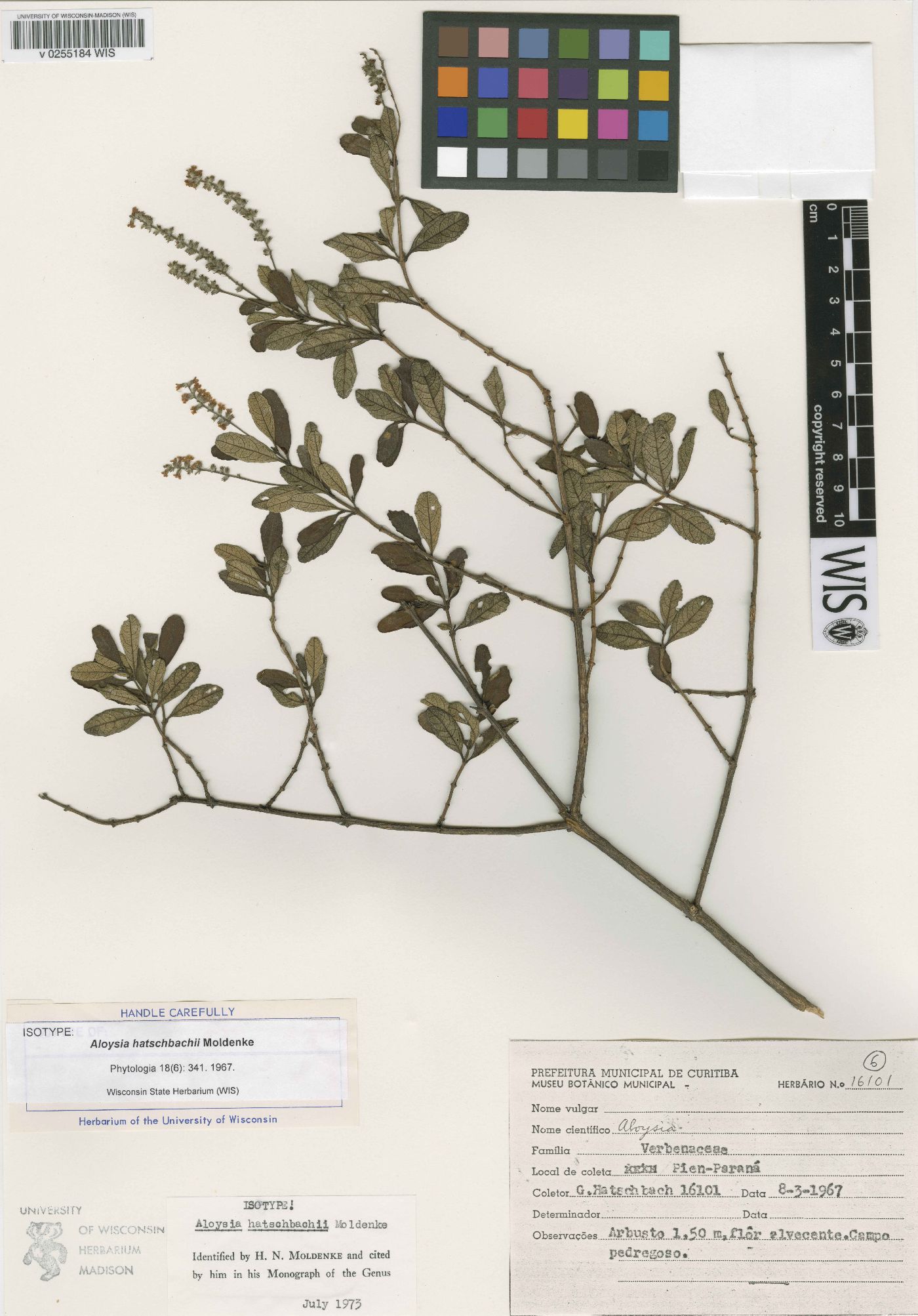 Aloysia hatschbachii image