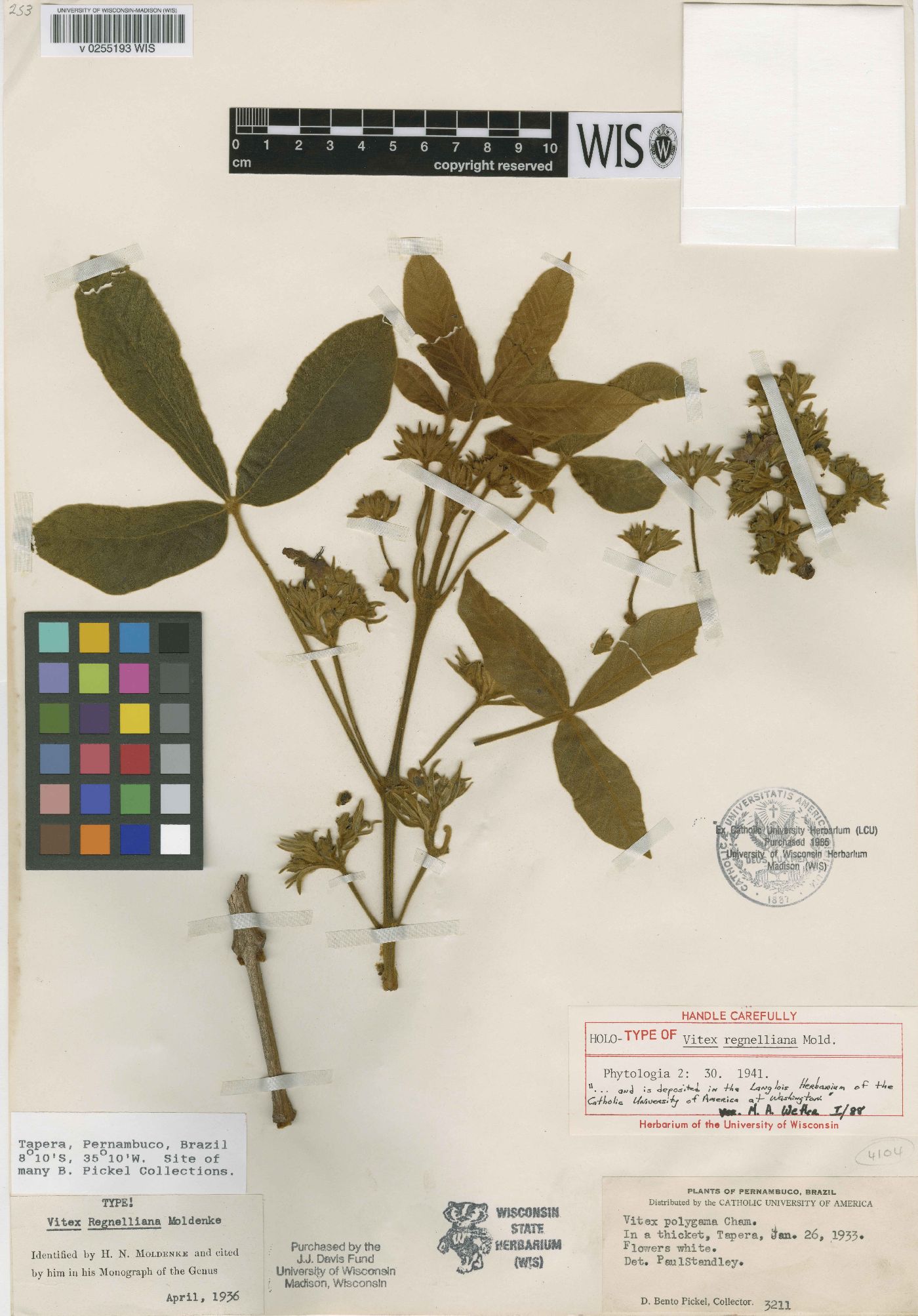 Vitex regnelliana image