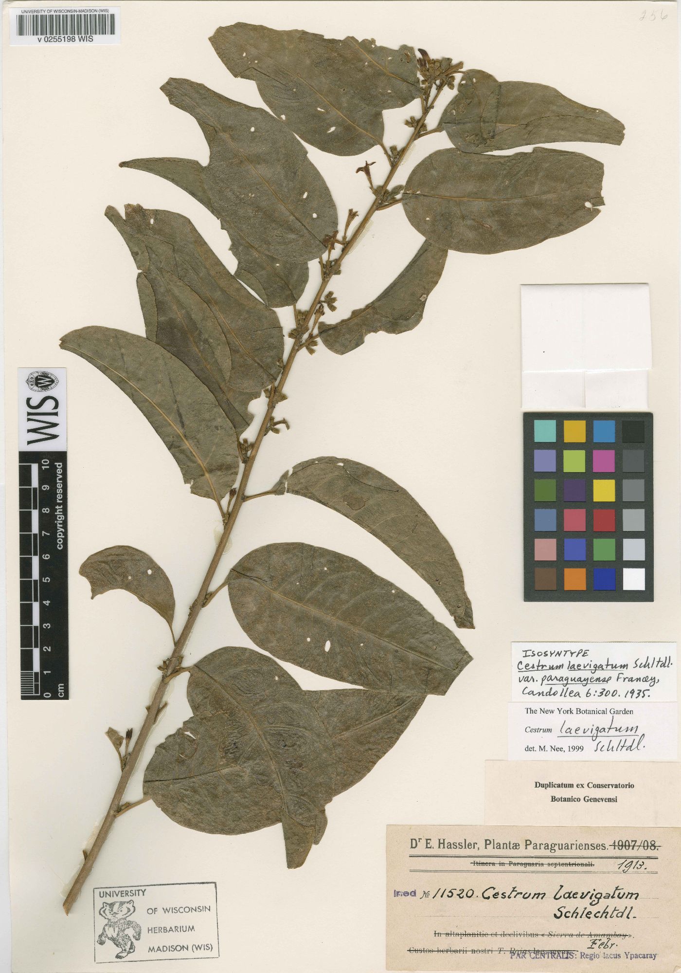 Cestrum laevigatum image