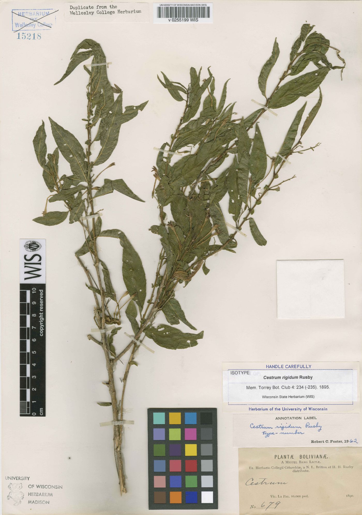 Cestrum rigidum image