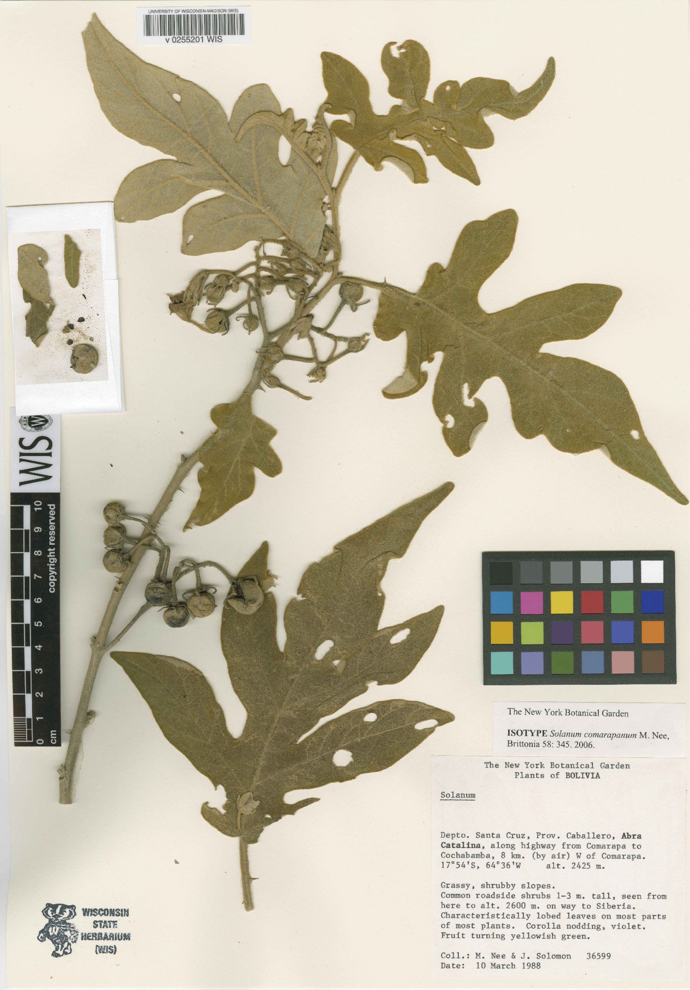 Solanum comarapanum image