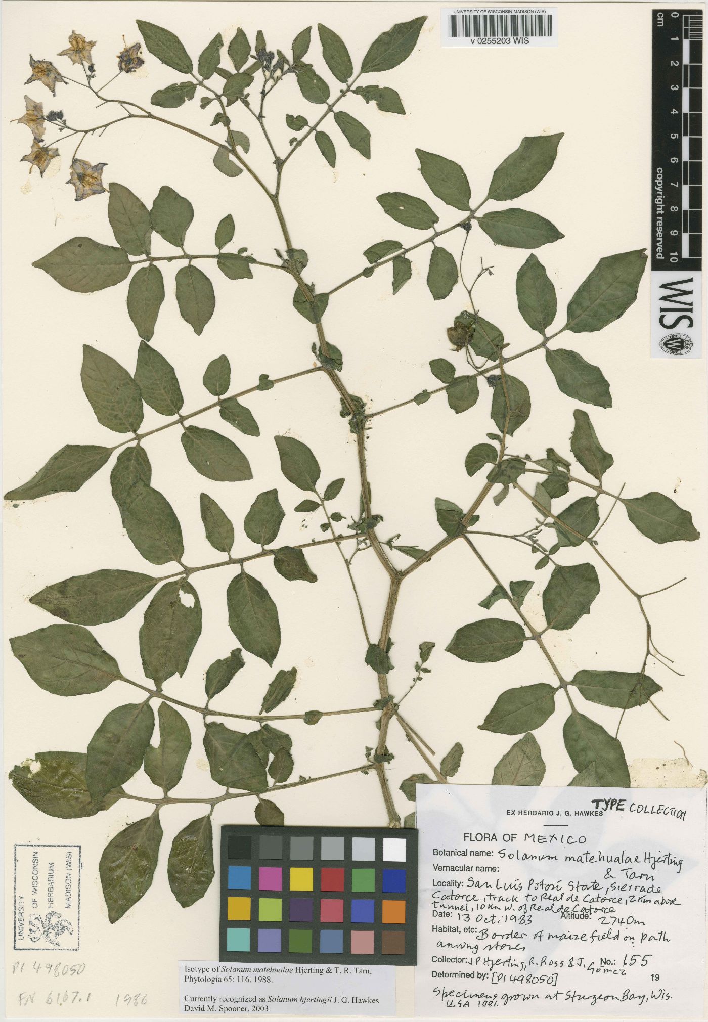 Solanum hjertingii image