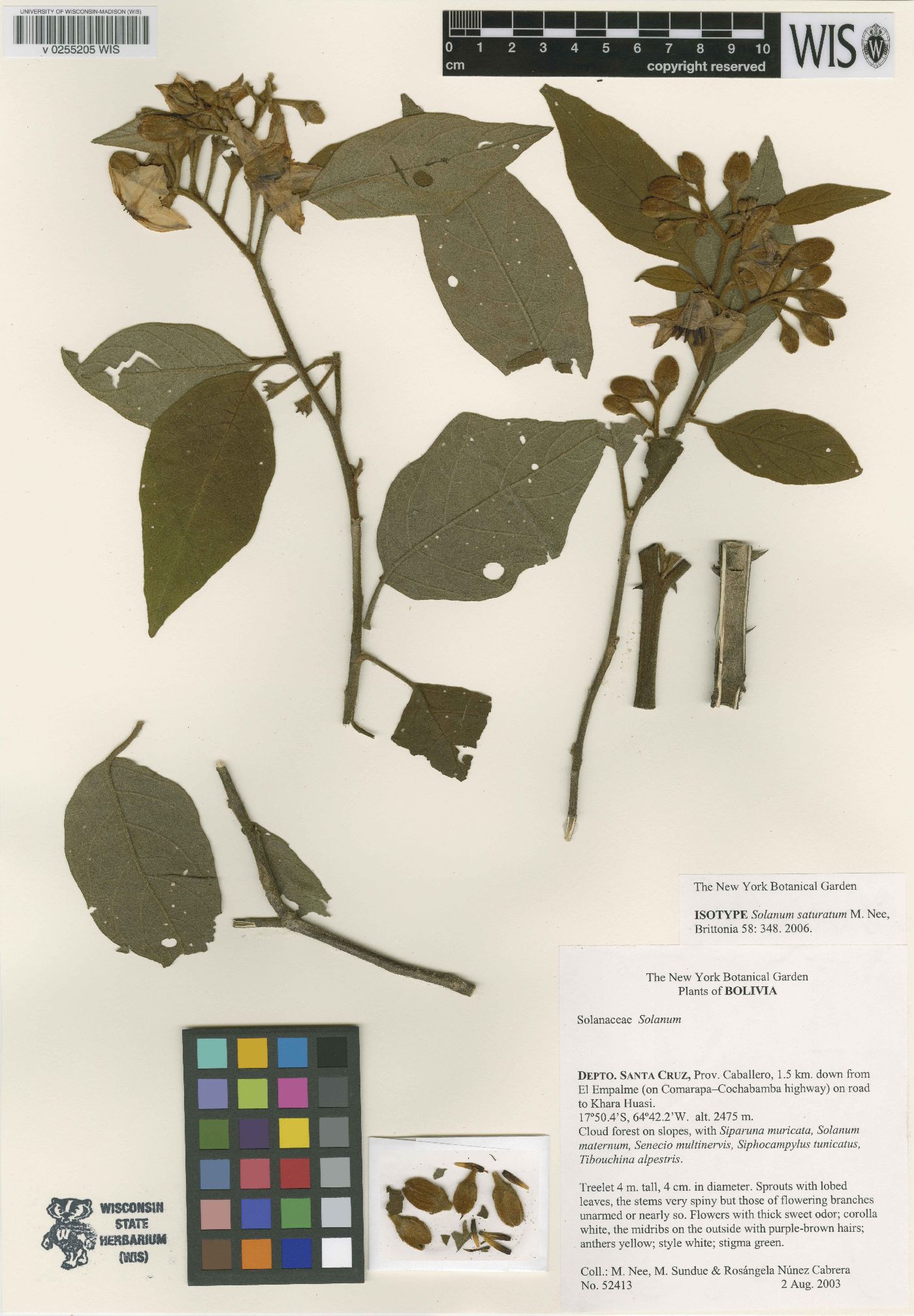 Solanum saturatum image