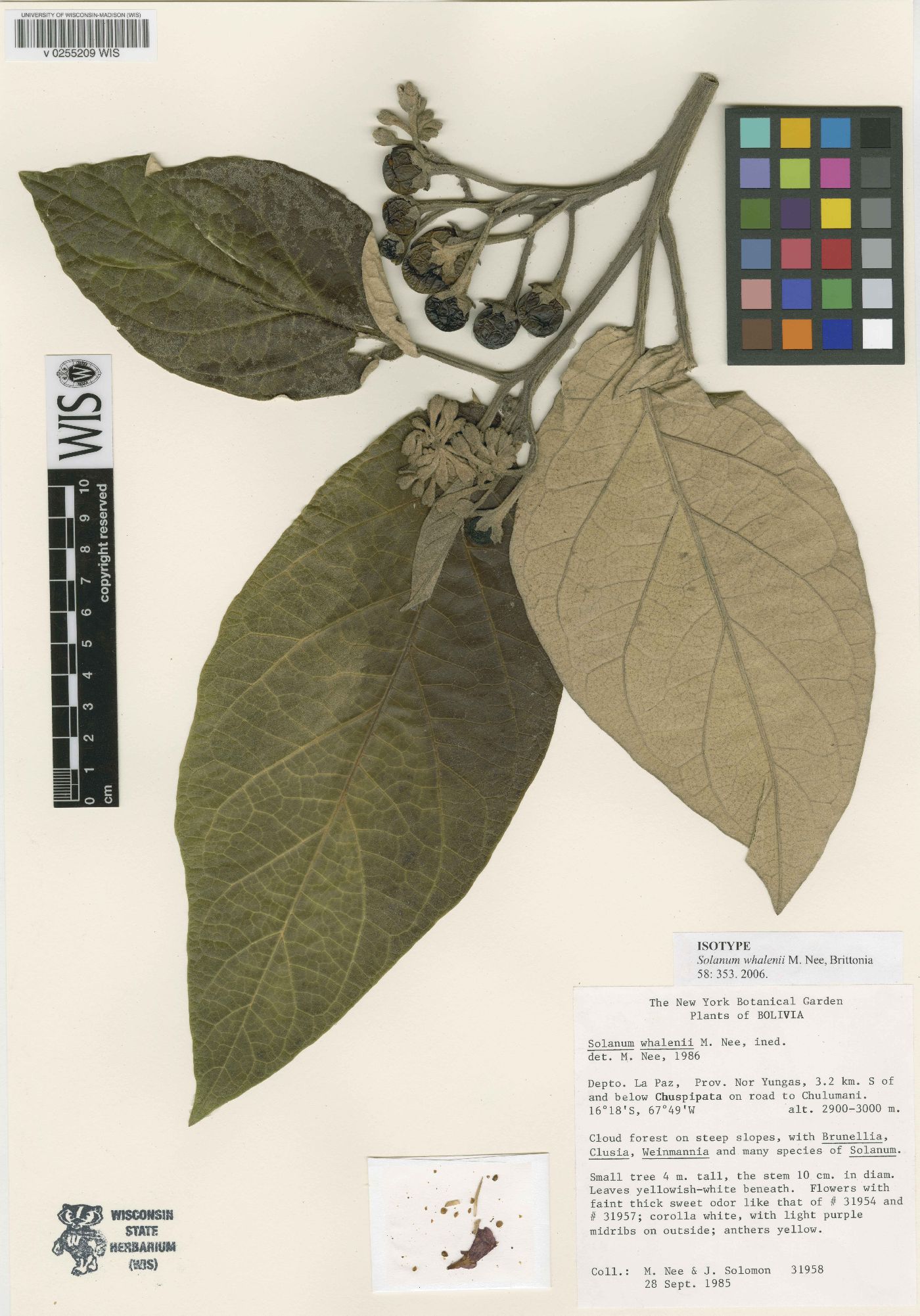 Solanum whalenii image