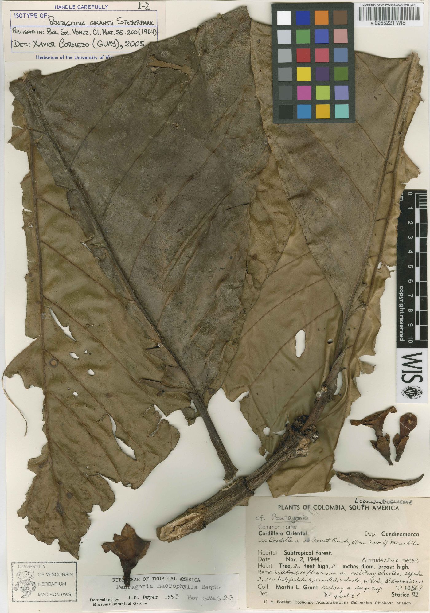 Pentagonia macrophylla image