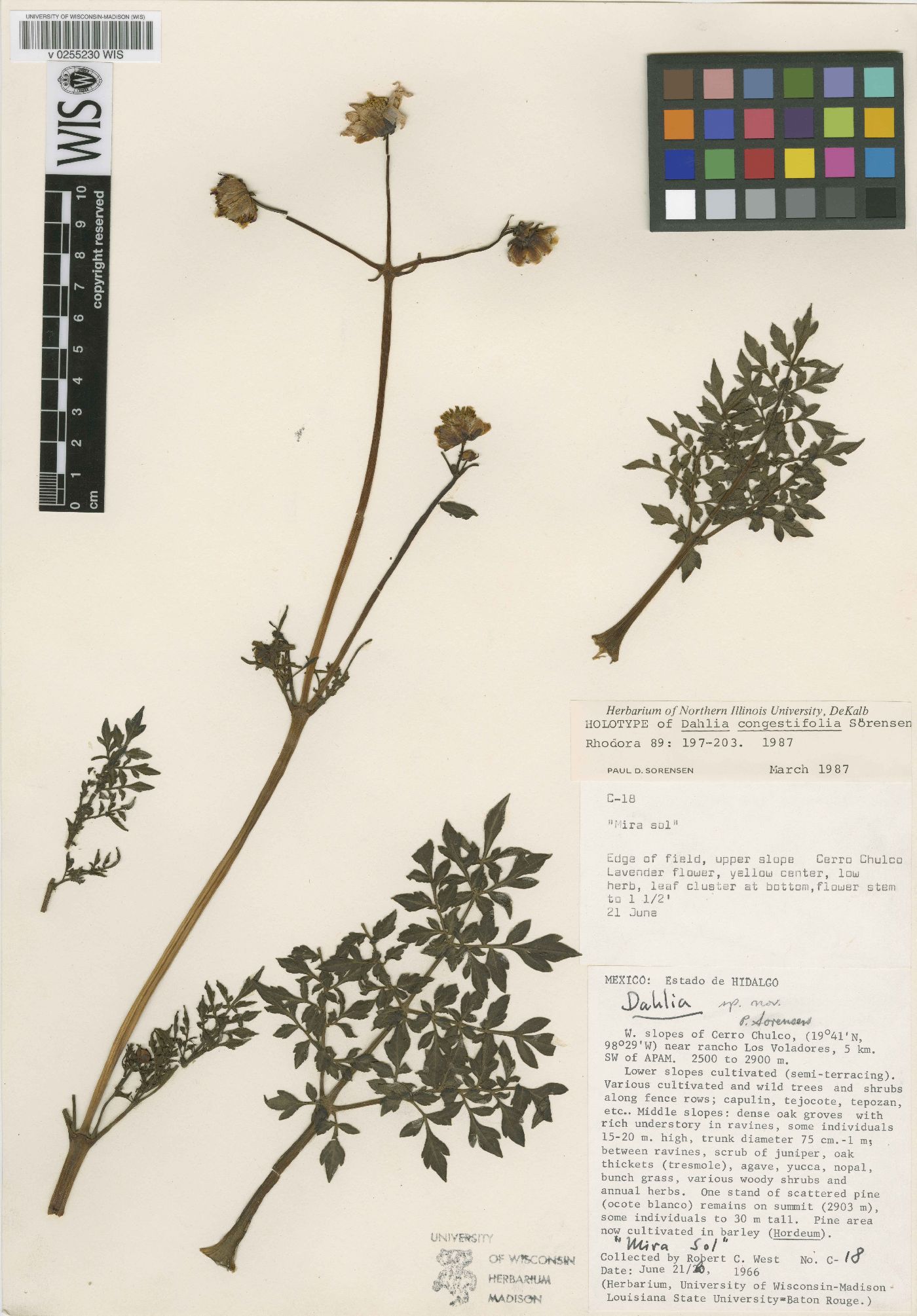 Dahlia congestifolia image