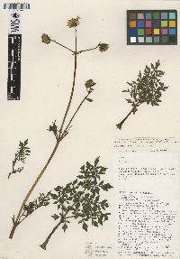 Image of Dahlia congestifolia