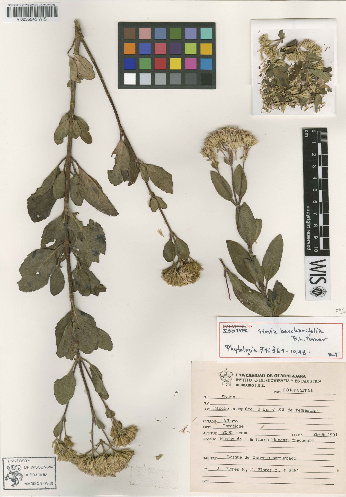 Stevia baccharifolia image