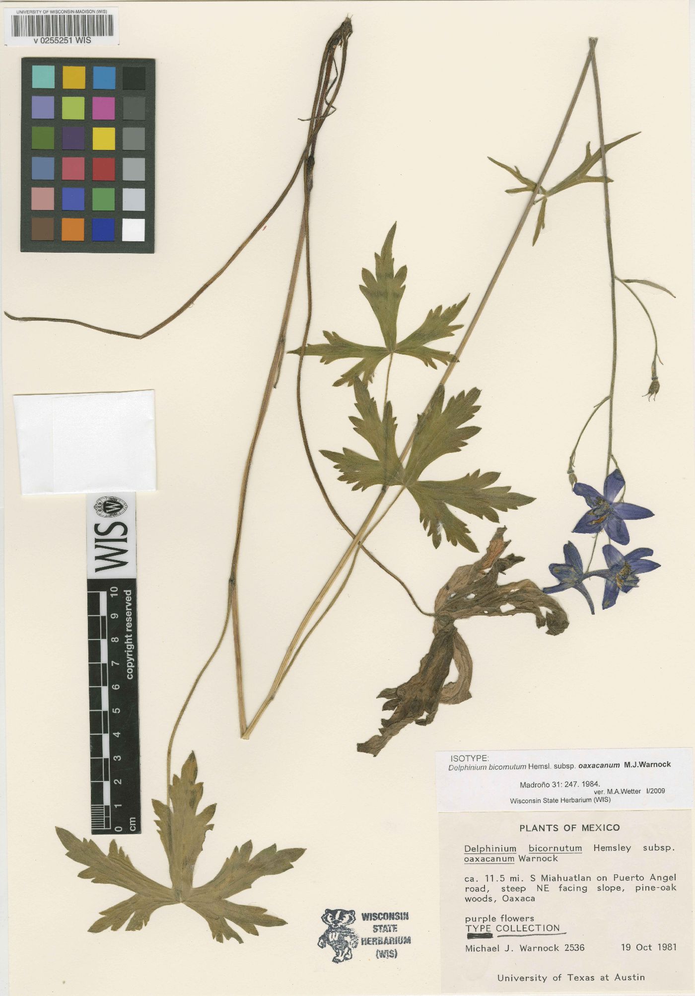 Delphinium bicornutum subsp. oaxacanum image