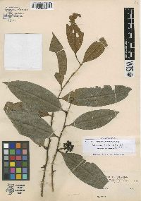 Guatteria oblongifolia image