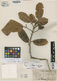 Cryptocarya mannii image