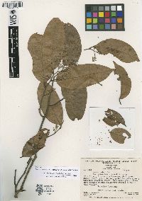 Image of Ocotea aciphylla