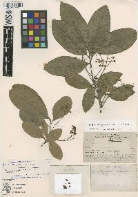 Ocotea veraguensis image