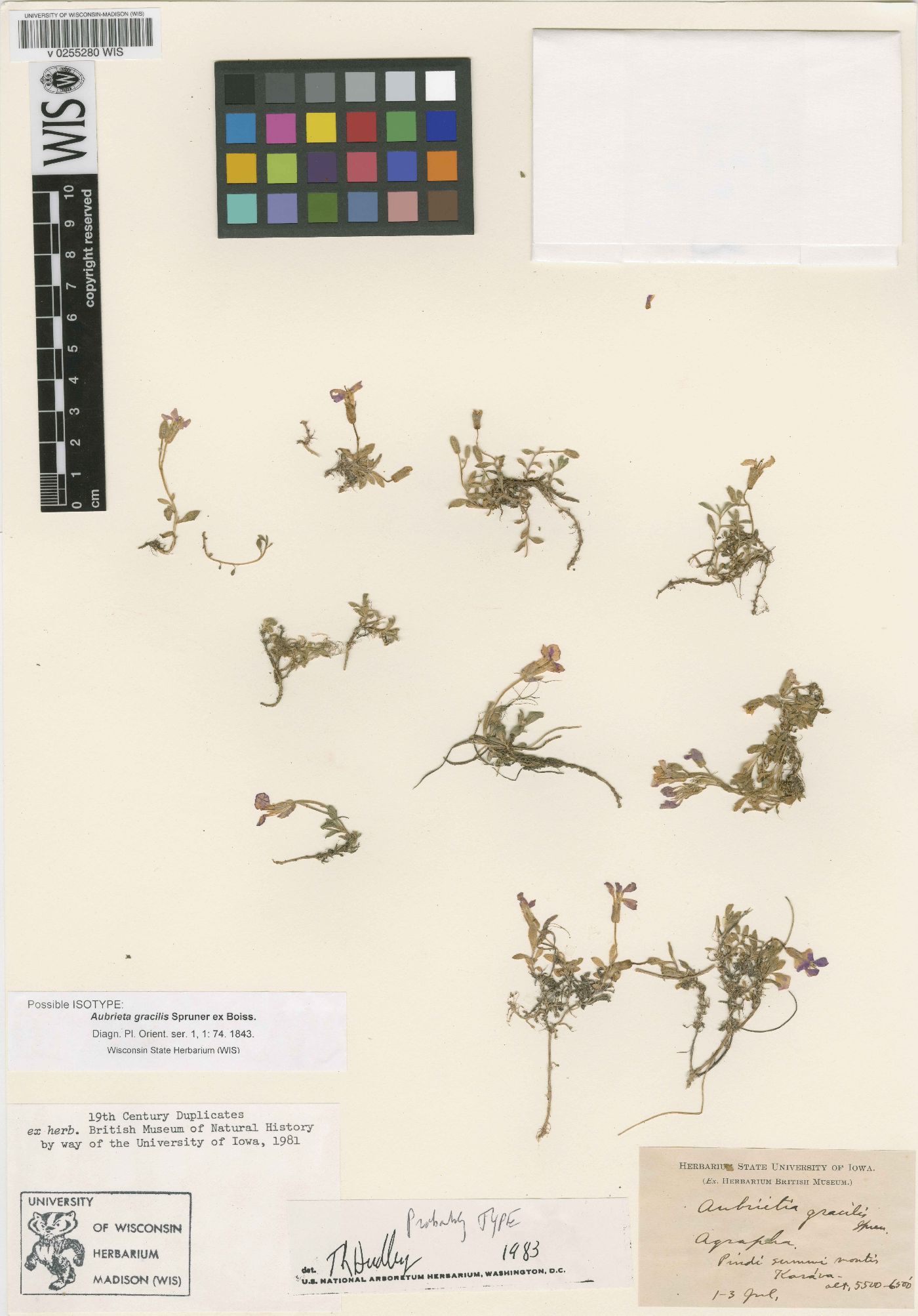 Aubrieta gracilis image