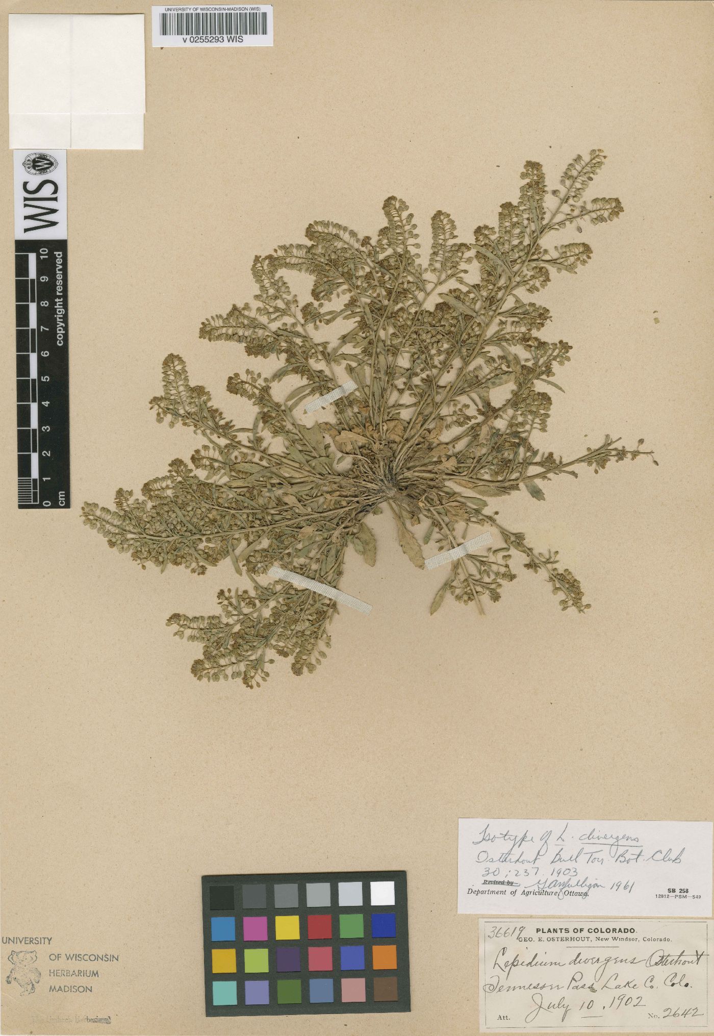 Lepidium divergens image