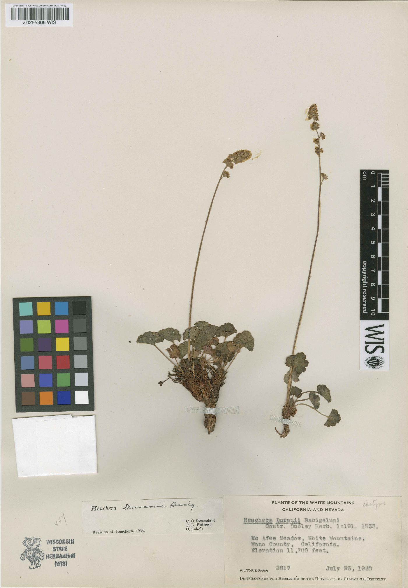 Heuchera duranii image