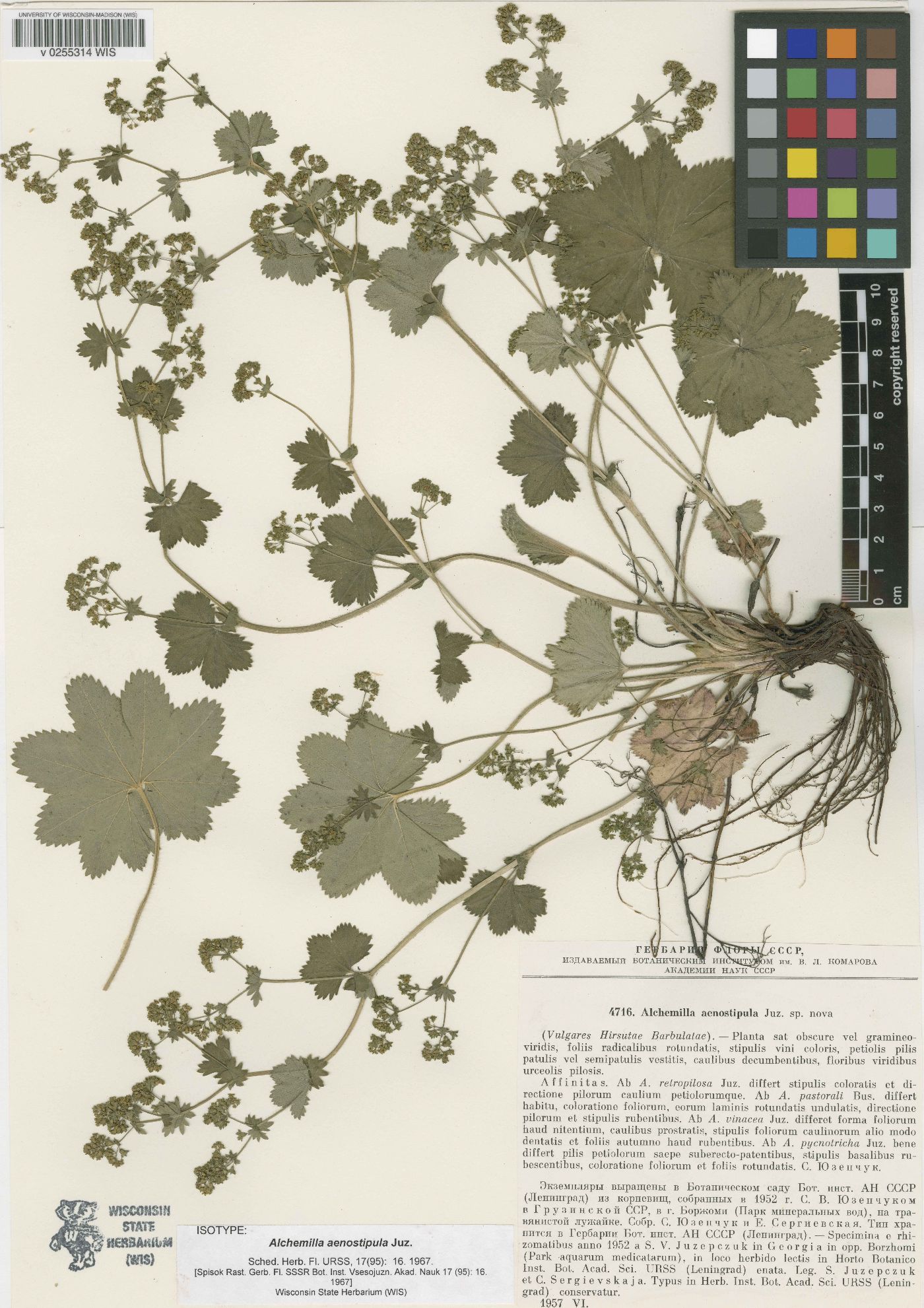 Alchemilla aenostipula image