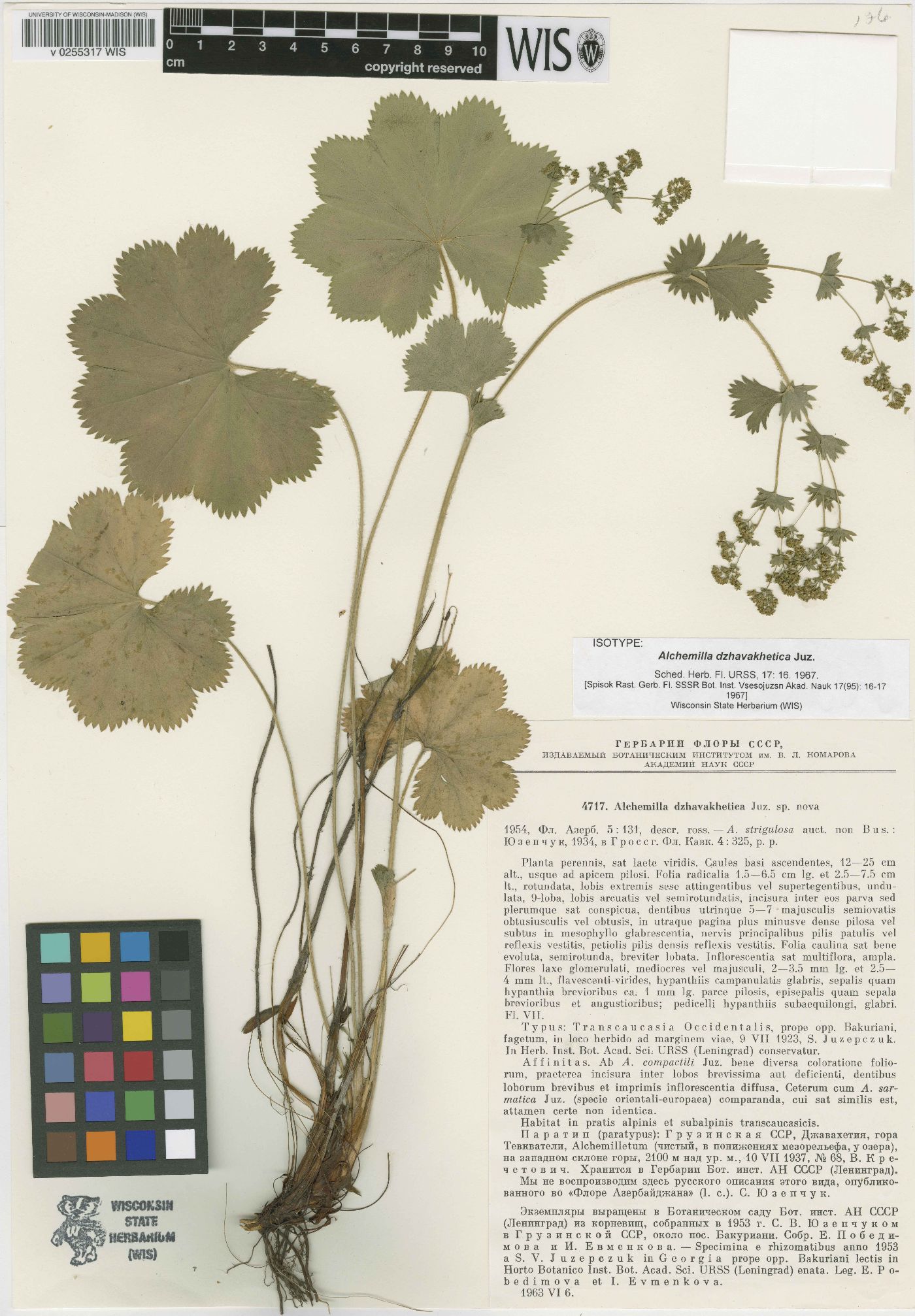 Alchemilla dzhavakhetica image