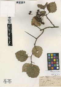 Crataegus hystricina image