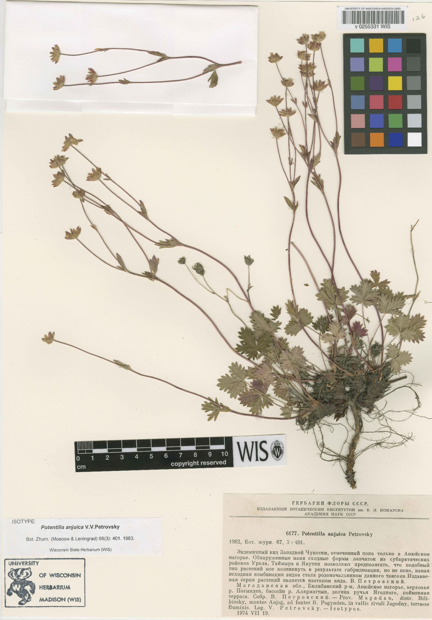 Potentilla anjuica image