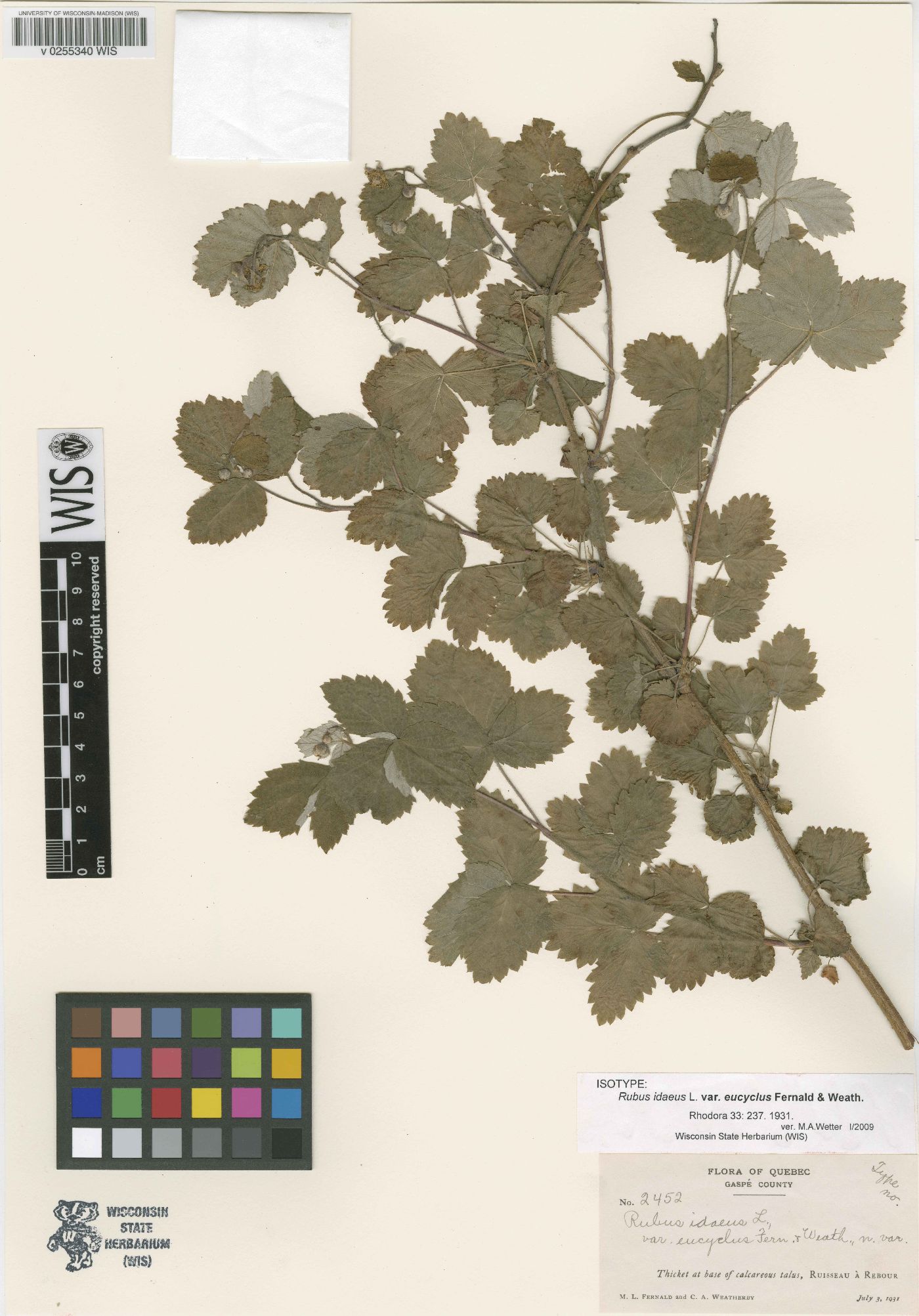 Rubus idaeus var. eucyclus image