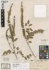 Amorpha apiculata image
