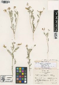 Astragalus pleianthus image