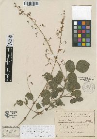 Image of Desmodium lavanduliflorum