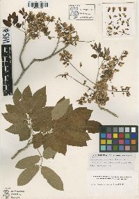 Lonchocarpus sanctae-marthae image