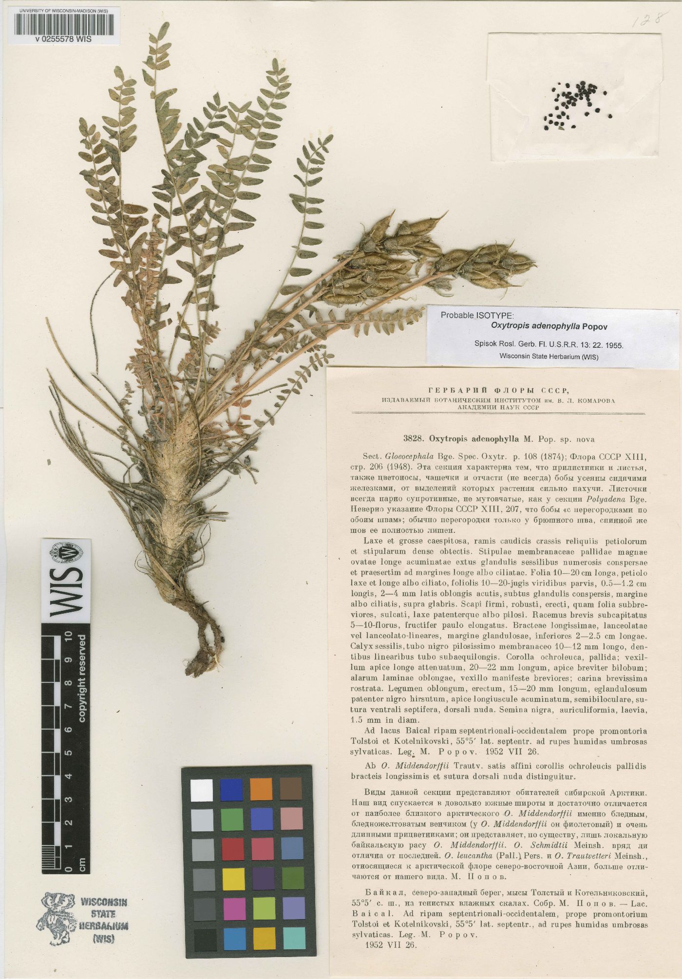 Oxytropis adenophylla image