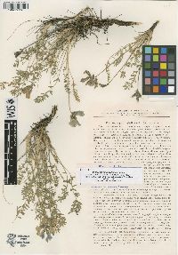 Image of Oxytropis oxyphylloides