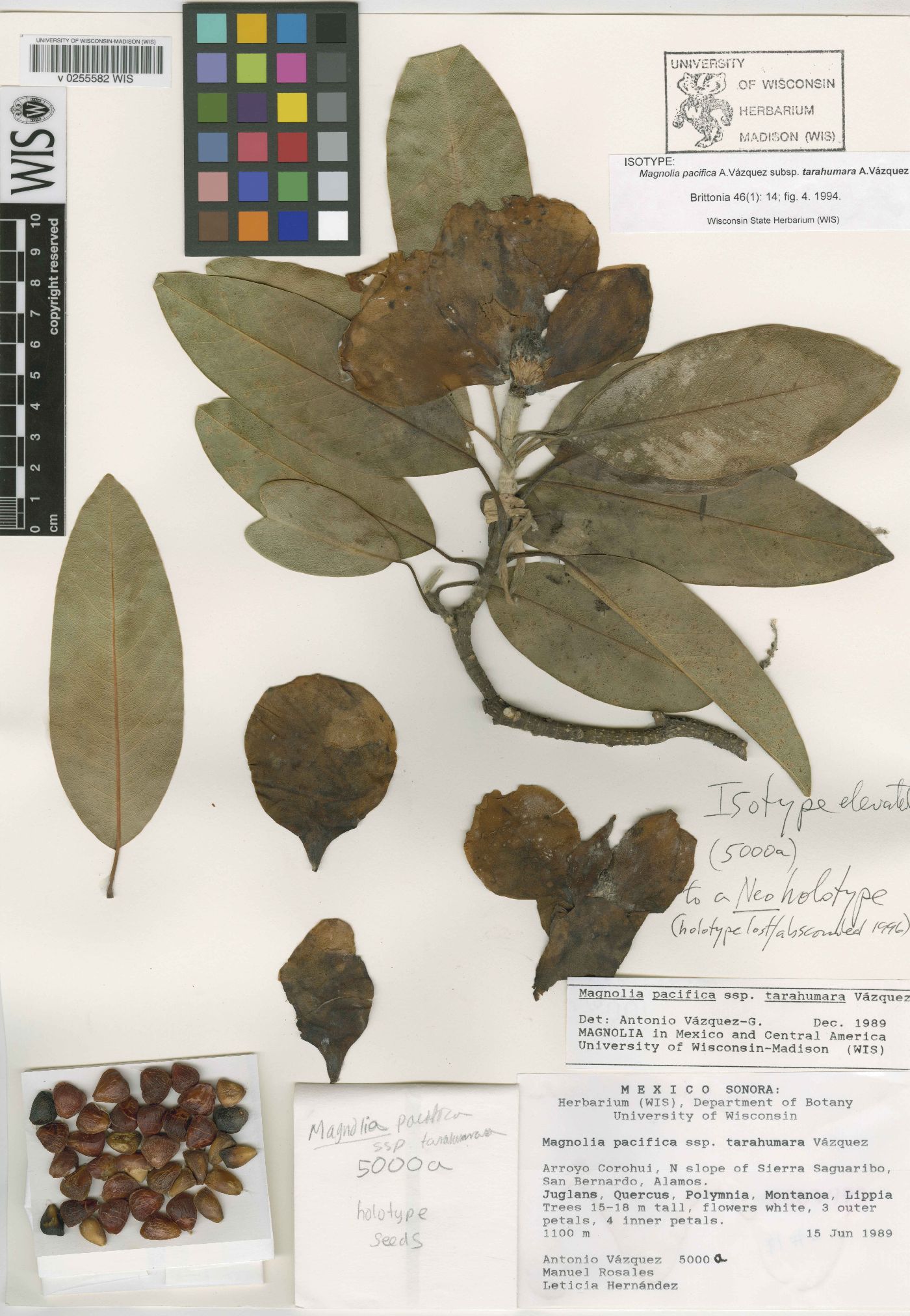 Magnolia pacifica subsp. tarahumara image