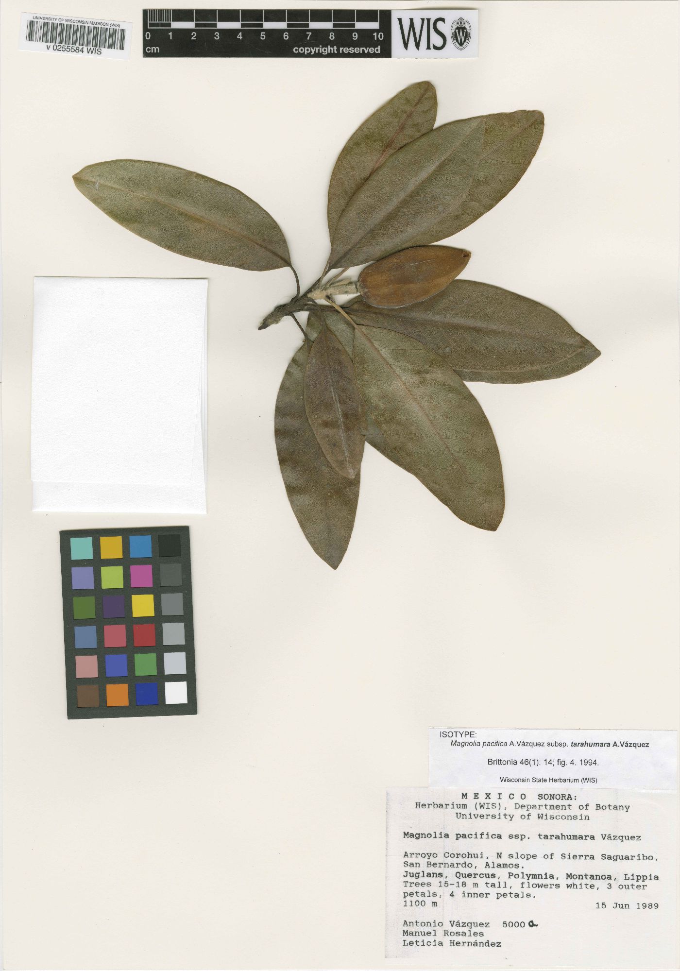 Magnolia pacifica subsp. tarahumara image