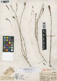 Image of Psoralea restioides