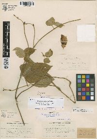 Vigna vignoides image