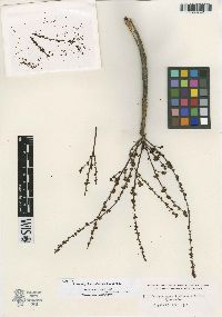 Image of Cyrtocarpa velutinifolia