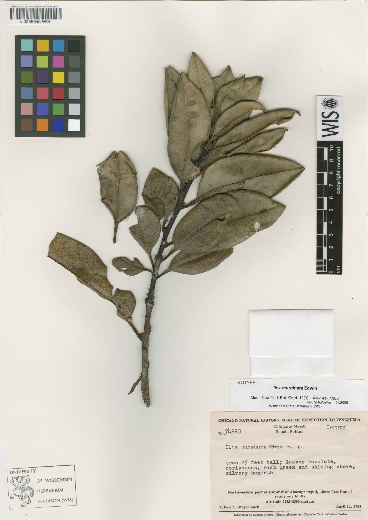 Ilex marginata image