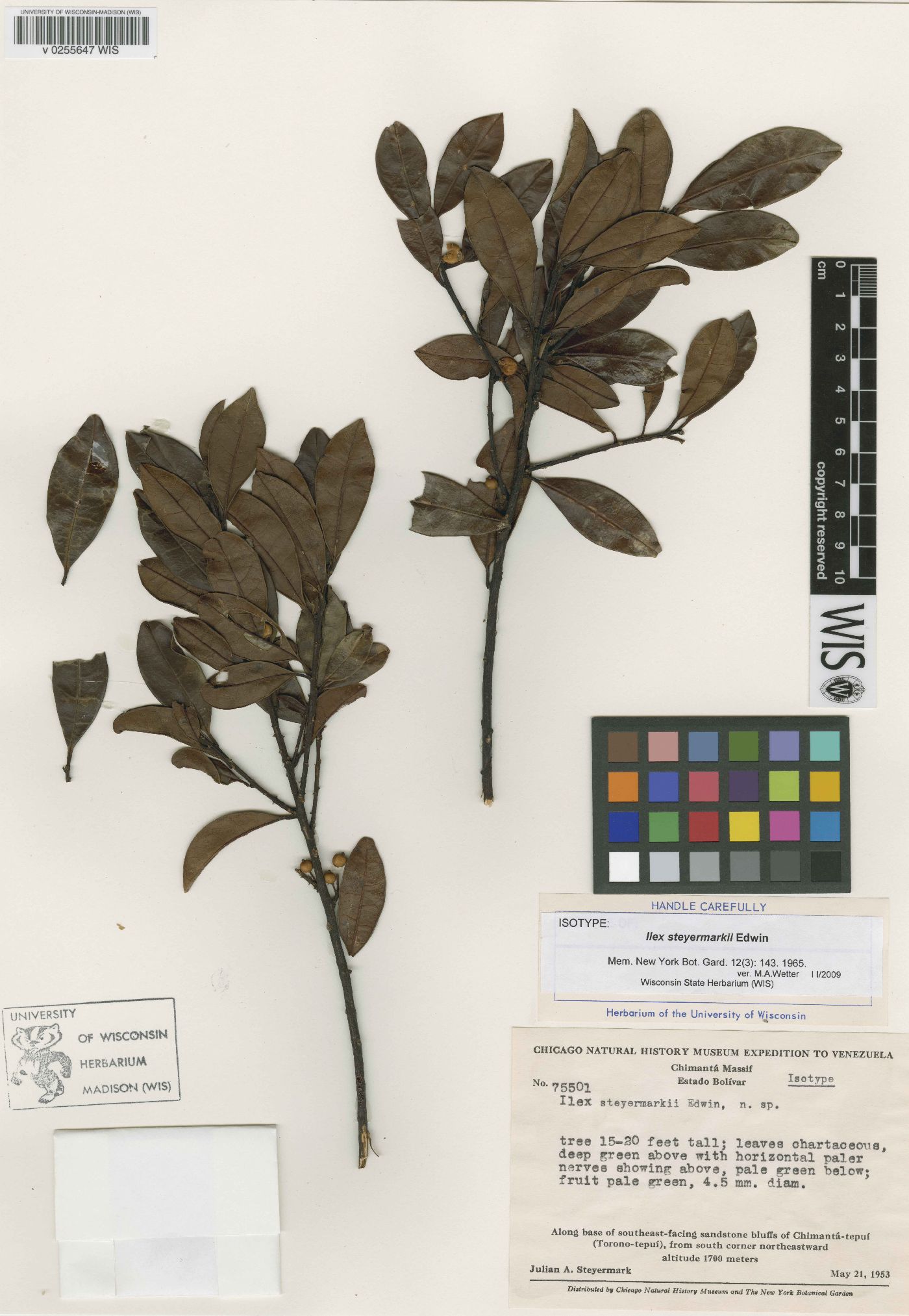 Ilex steyermarkii image